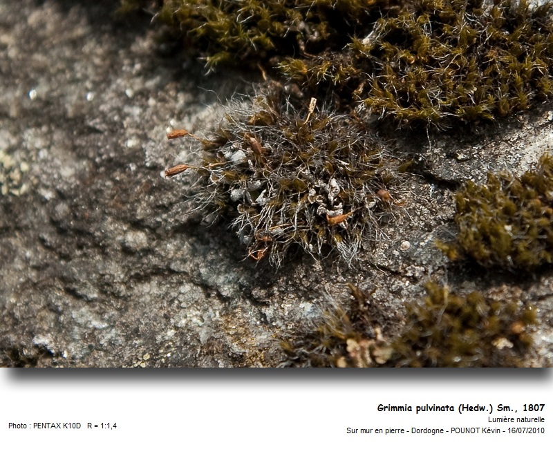 Grimmia pulvinata ( Hedw.) Hook. f. & Wilson #18086