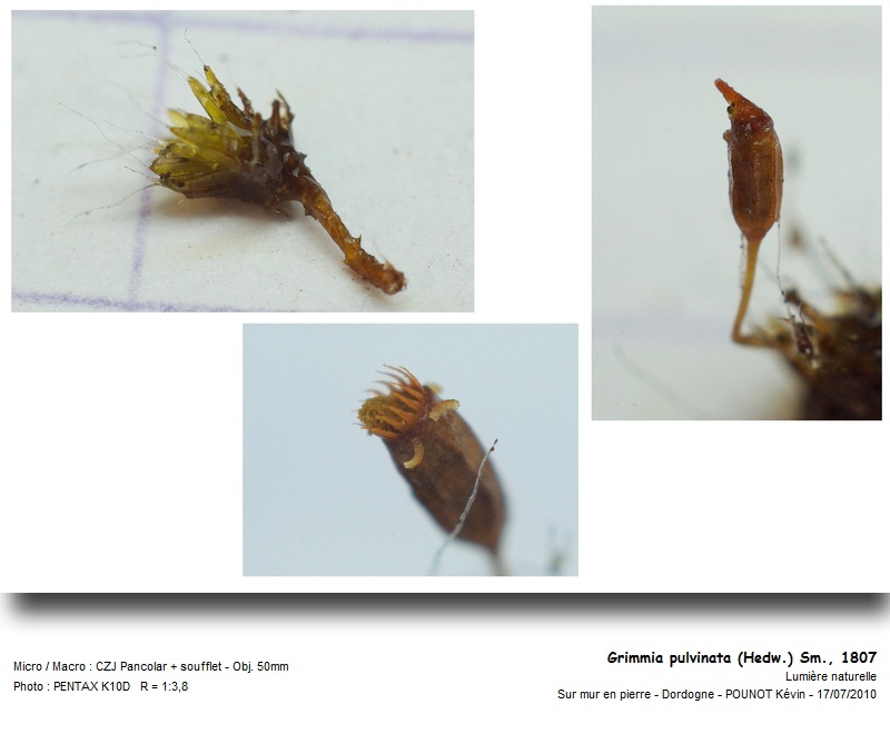 Grimmia pulvinata ( Hedw.) Hook. f. & Wilson #18087