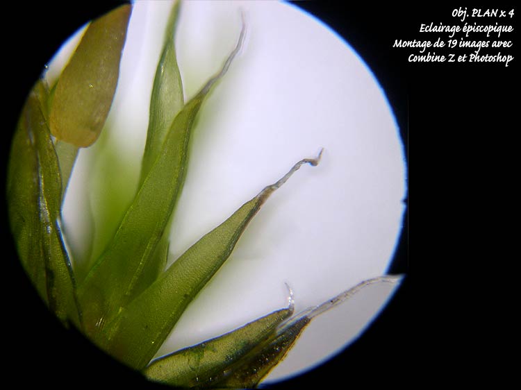 Grimmia sp – Détermination guidée. #6562