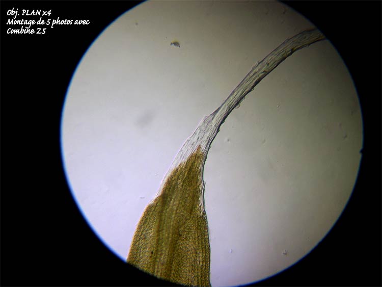 Grimmia sp – Détermination guidée. #6572