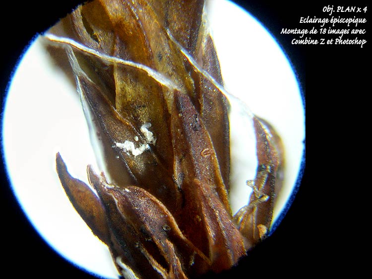 Grimmia sp – Détermination guidée. #6564
