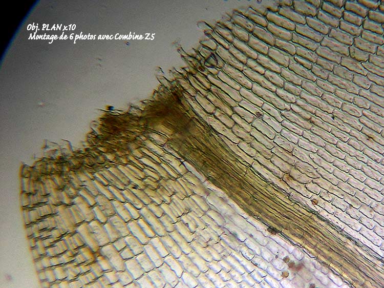 Grimmia sp – Détermination guidée. #6582