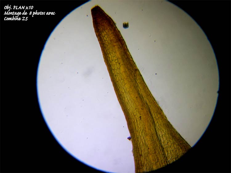Grimmia sp – Détermination guidée. #6566