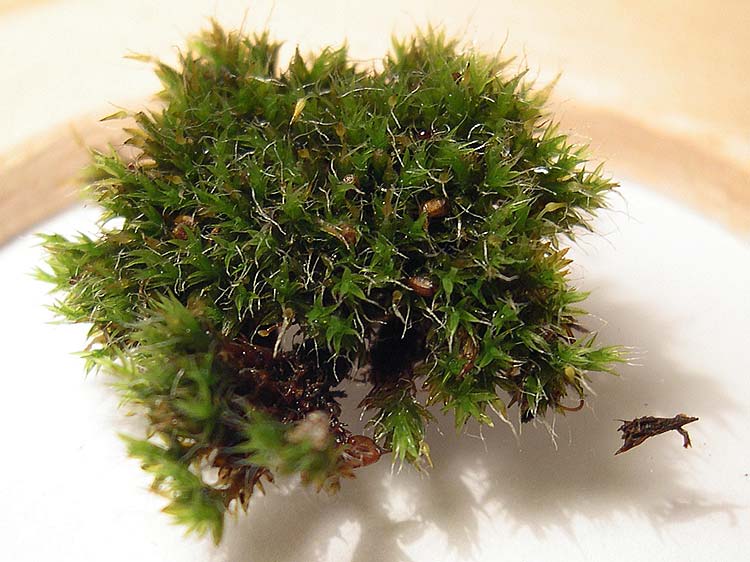 Grimmia sp – Détermination guidée. #6560