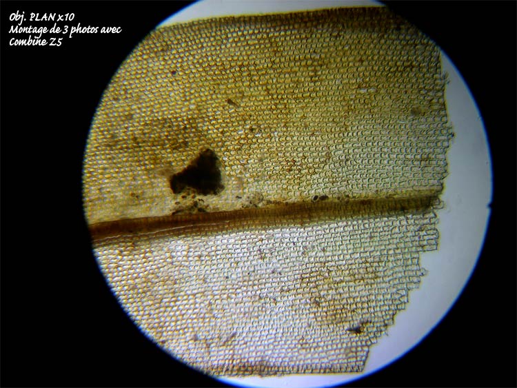 Grimmia sp – Détermination guidée. #6570
