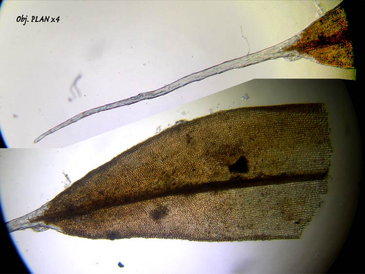 Grimmia sp – Détermination guidée. #6569