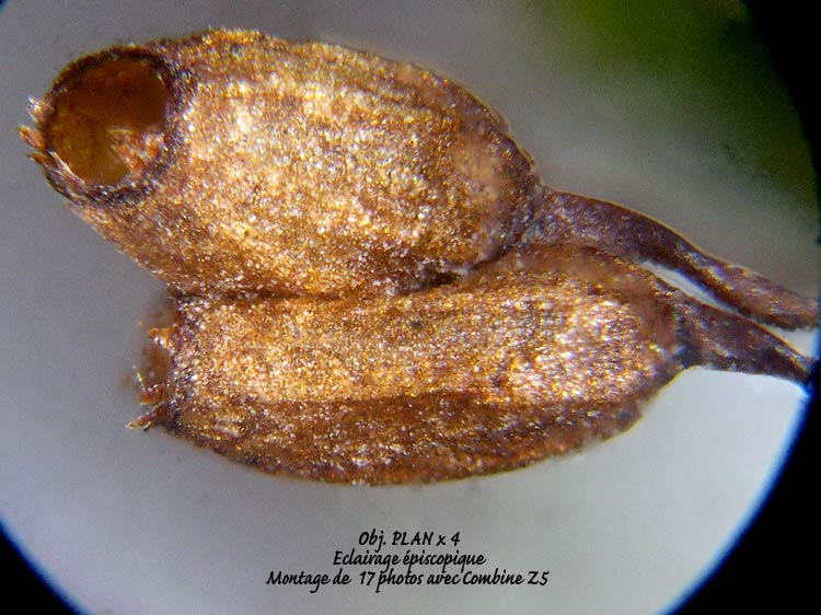 Grimmia sp – Détermination guidée. #6577