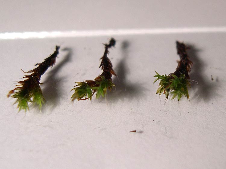 Grimmia sp – Détermination guidée. #6561