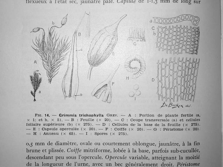 Grimmia sp – Détermination guidée. #6579