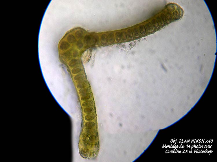 Grimmia sp – Détermination guidée. #6576