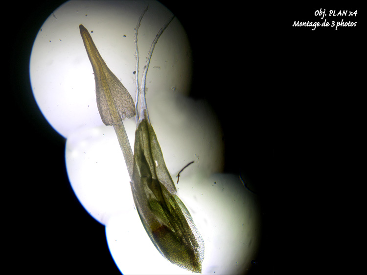 Grimmia sp – Détermination guidée. #6565