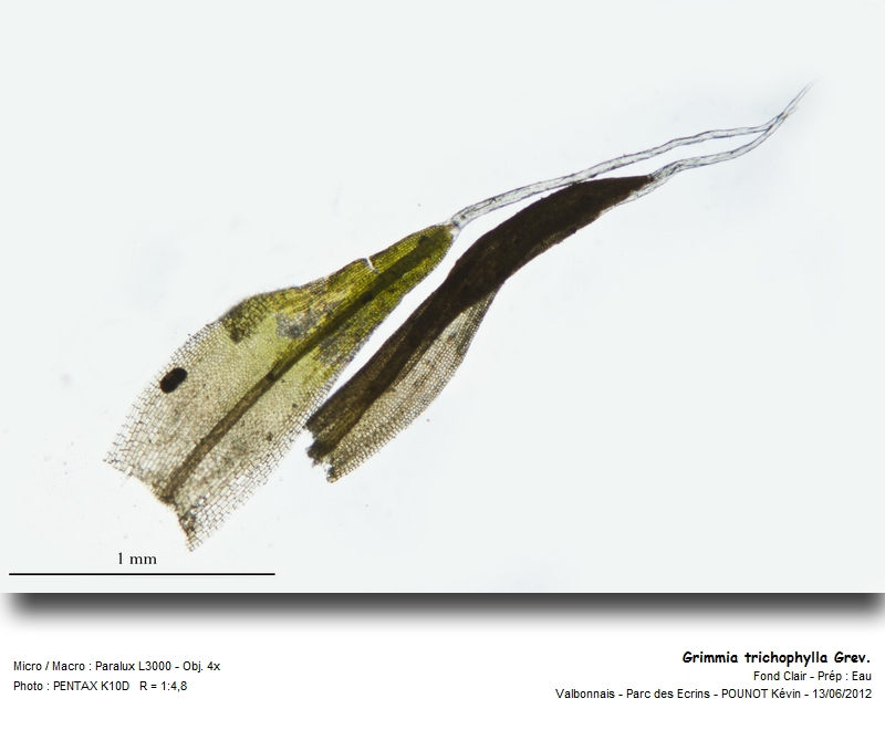 Grimmia trichophylla Grev. #27343