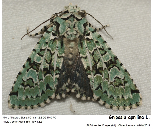 Griposia aprilina (Linnaeus, 1758) - La Runique #43175