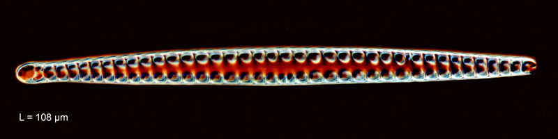 Grunowiella gemmata #80650