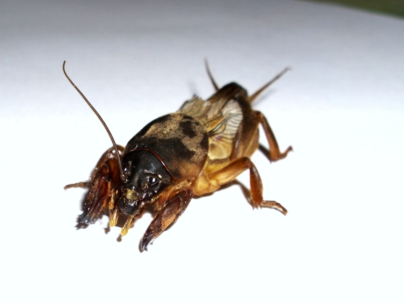 Gryllotalpa #23203