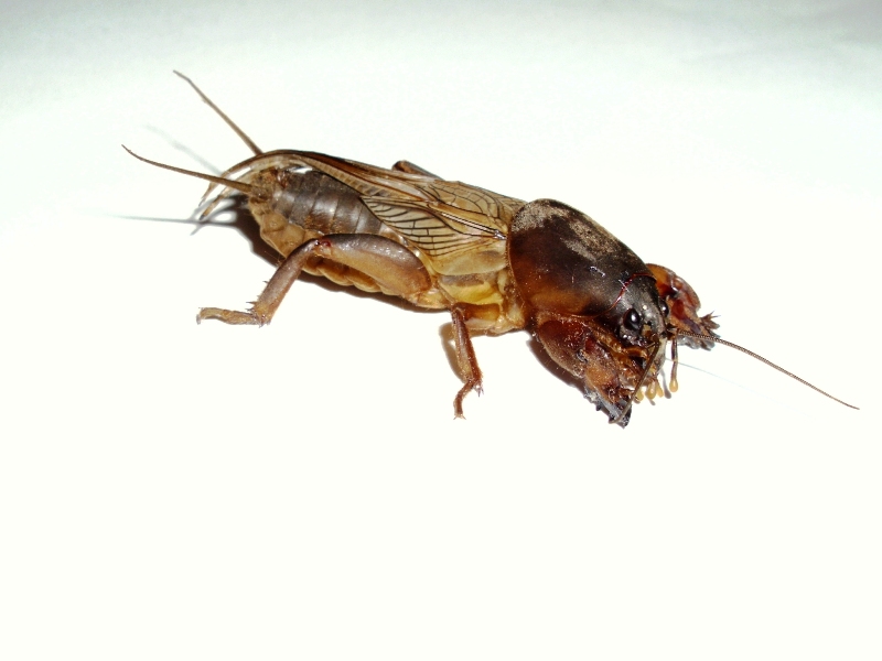 Gryllotalpa #23202