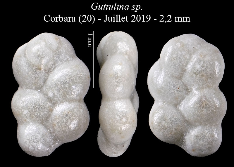 Guttulina sp #60710