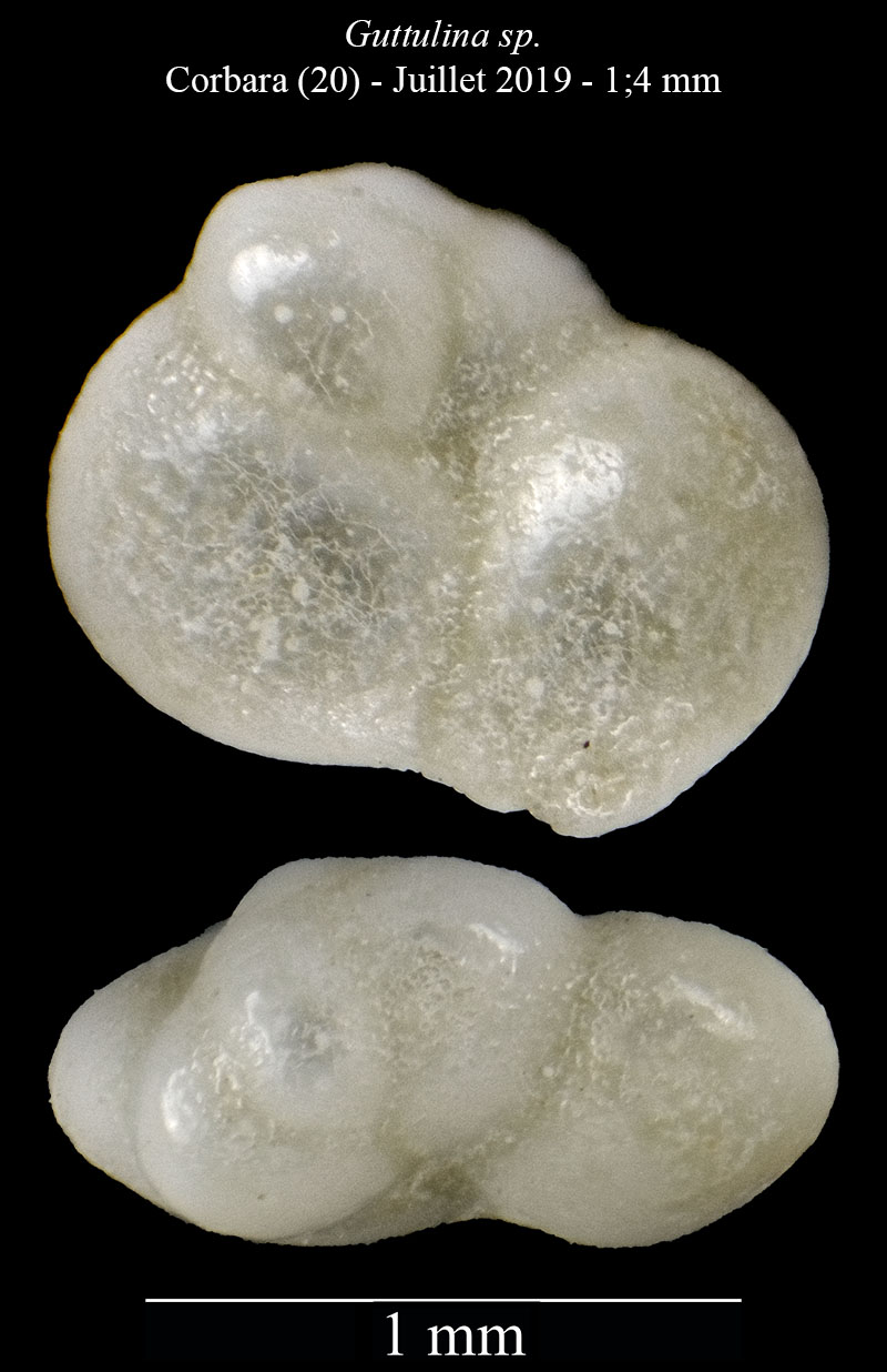 Guttulina sp #60712