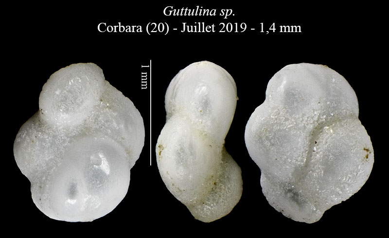 Guttulina sp #60711