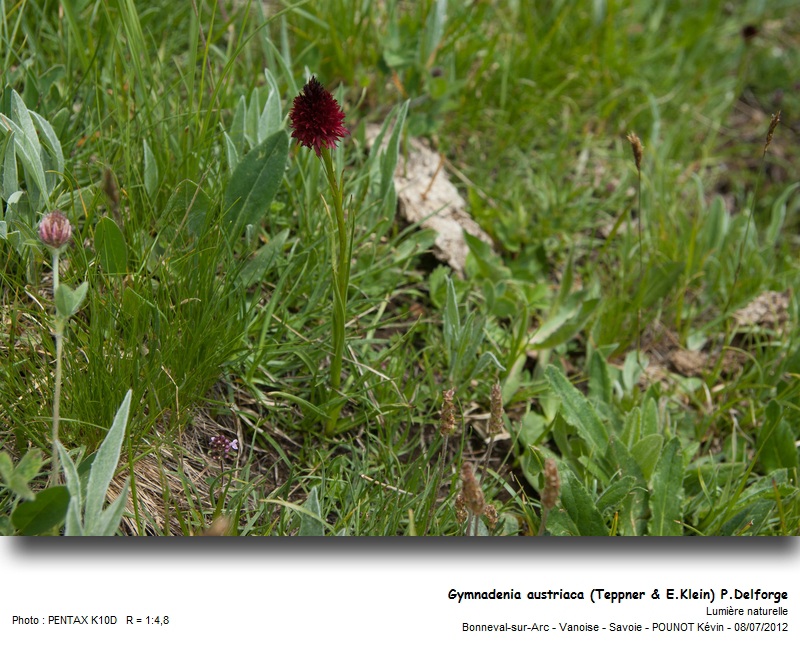 Gymnadenia austriaca (Teppner & E. Klein) P. Delforge #27743