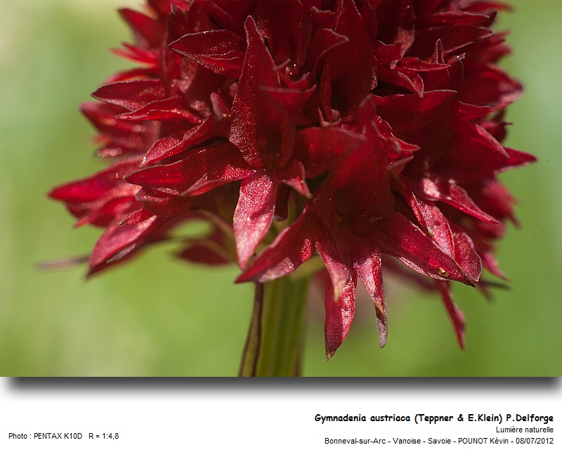 Gymnadenia austriaca (Teppner & E. Klein) P. Delforge #27744