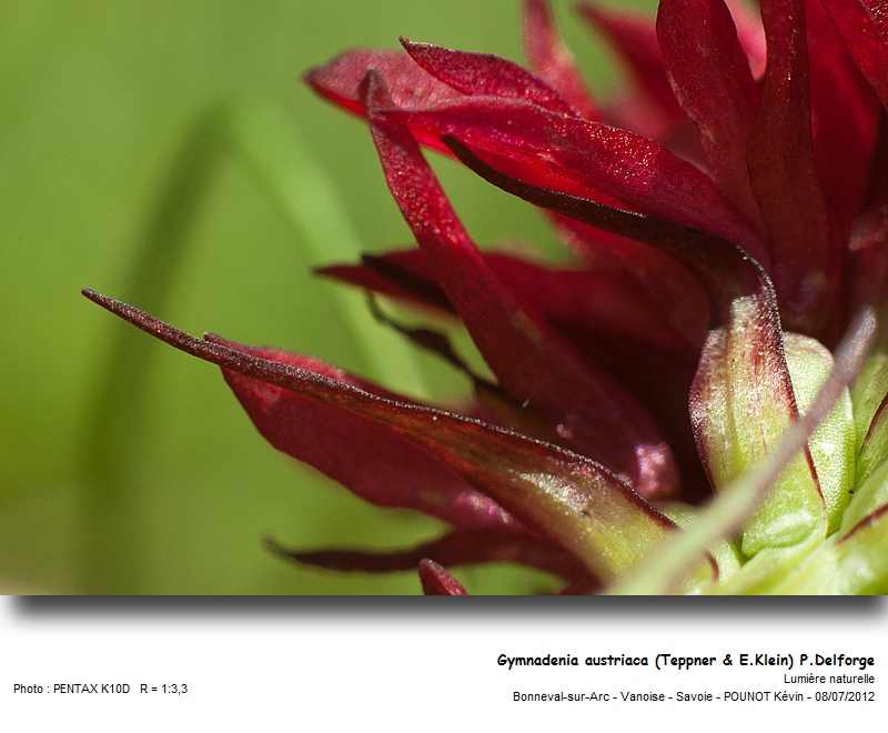 Gymnadenia austriaca (Teppner & E. Klein) P. Delforge #27746