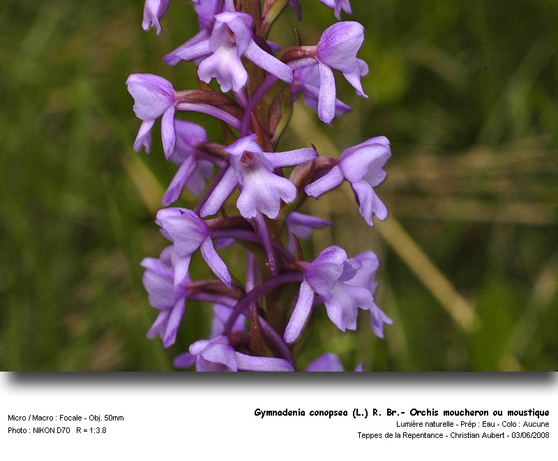 Gymnadenia conopsea (L.) R. Br. - Orchis moucheron #4226