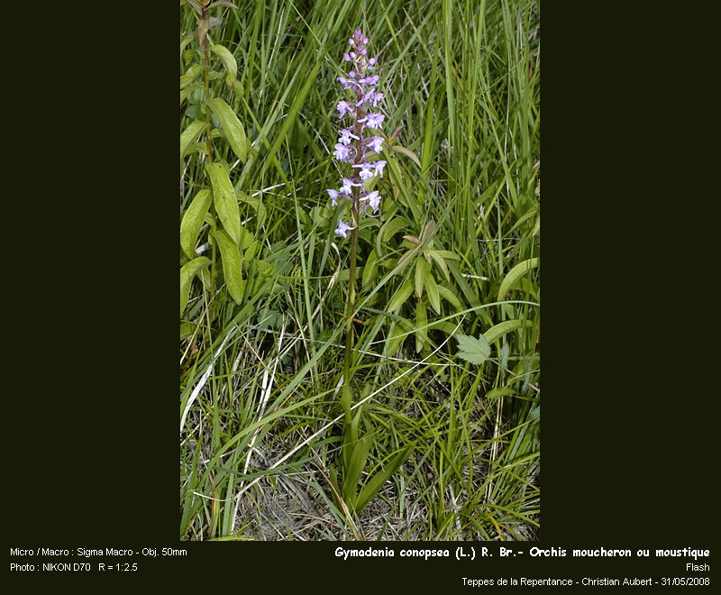 Gymnadenia conopsea (L.) R. Br. - Orchis moucheron #4189