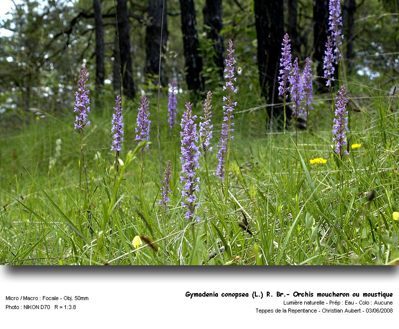 Gymnadenia conopsea (L.) R. Br. - Orchis moucheron #4224