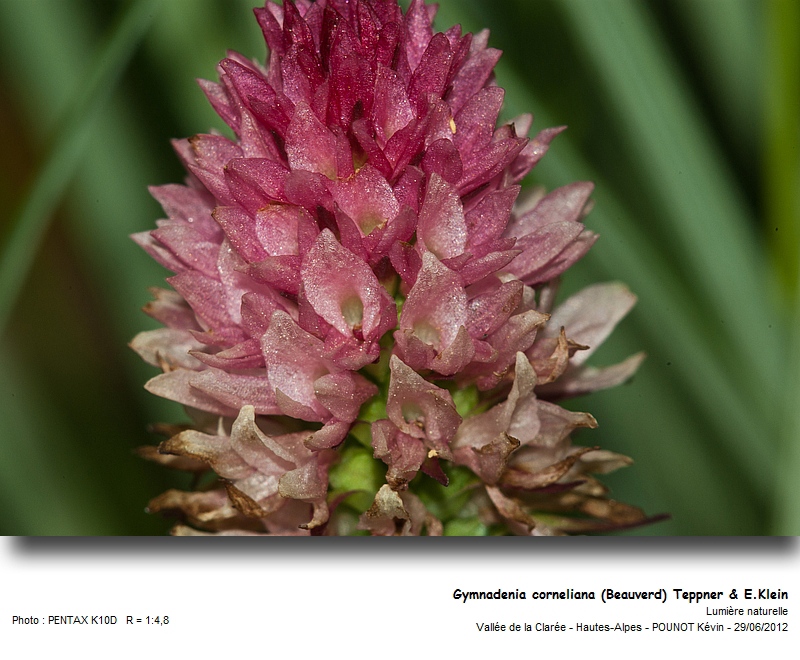 Gymnadenia corneliana (Beauverd) Teppner & E.Klein #27605