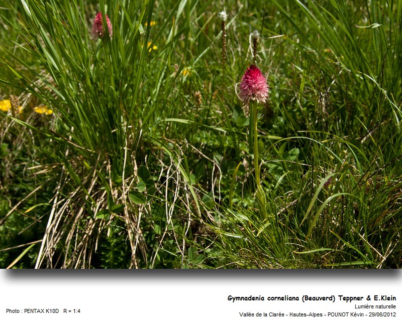 Gymnadenia corneliana (Beauverd) Teppner & E.Klein #27603