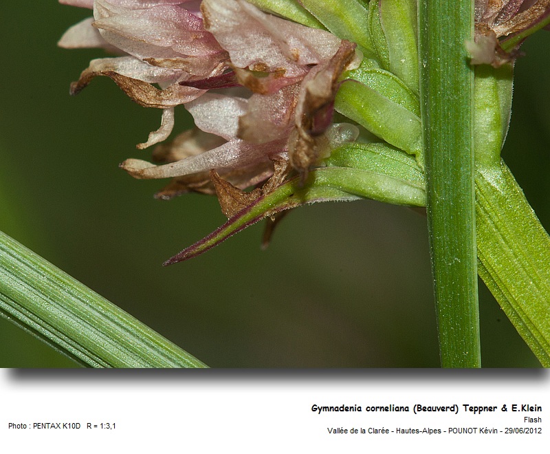 Gymnadenia corneliana (Beauverd) Teppner & E.Klein #27606