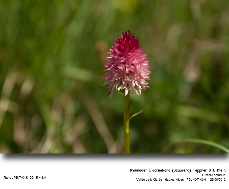 Gymnadenia corneliana (Beauverd) Teppner & E.Klein #27604