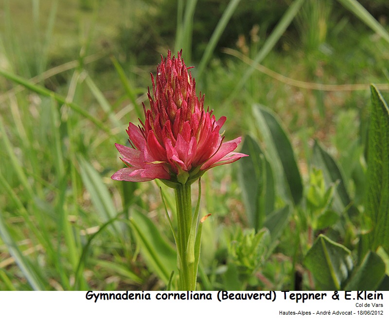 Gymnadenia corneliana (Beauverd) Teppner & E.Klein #79276