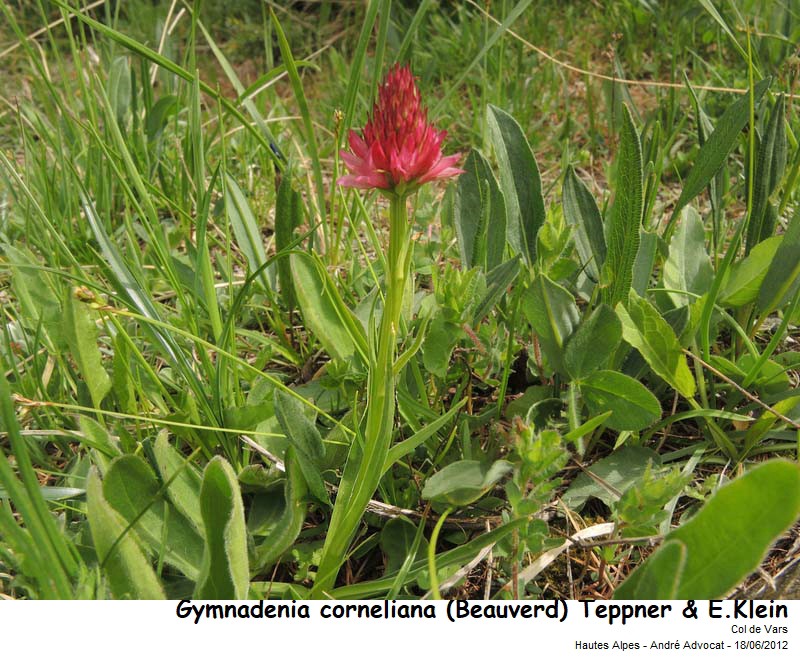 Gymnadenia corneliana (Beauverd) Teppner & E.Klein #79275