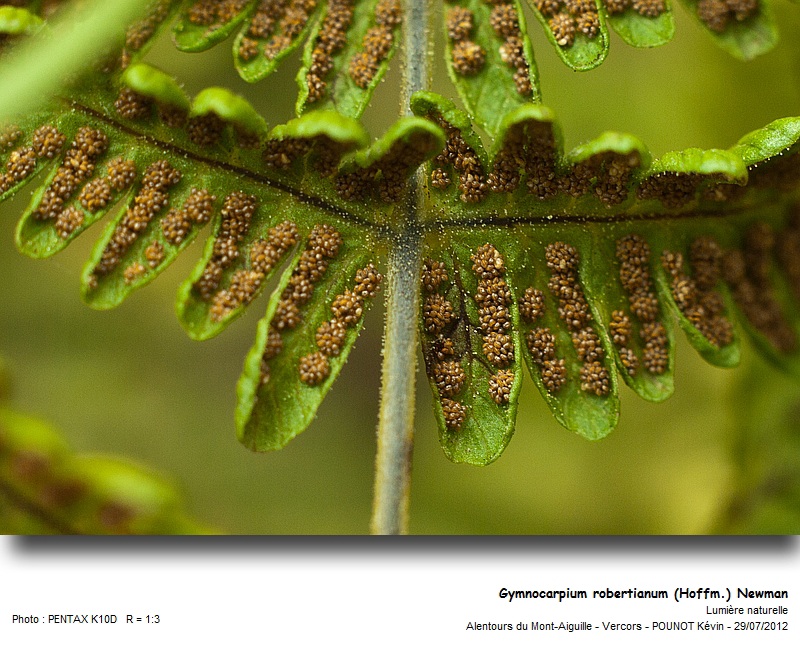 Gymnocarpium robertianum (Hoffm.) Newman #27866