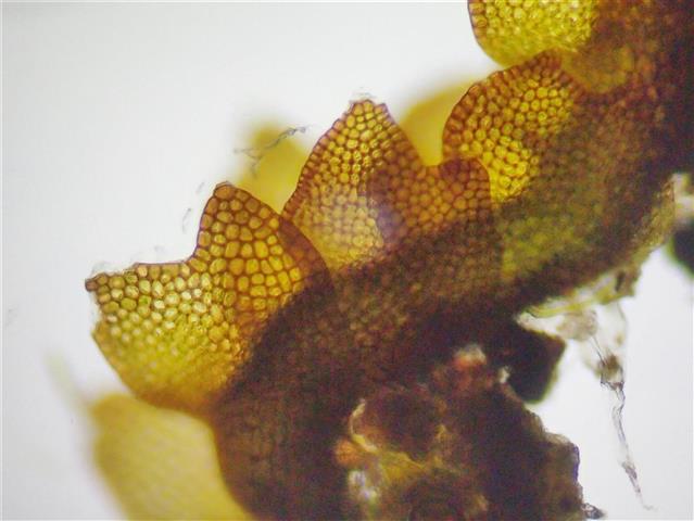 Gymnocolea inflata (Huds.) Dumort. #65291
