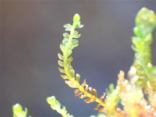 Gymnocolea inflata (Huds.) Dumort. #65290