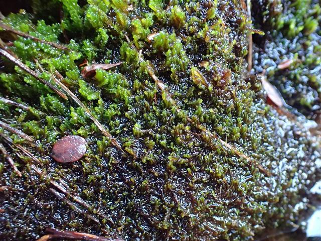 Gymnocolea inflata (Huds.) Dumort. #65289