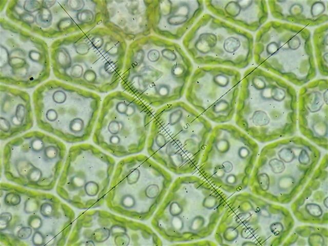 Gymnocolea inflata (Huds.) Dumort. #65294