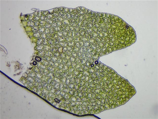 Gymnocolea inflata (Huds.) Dumort. #65292