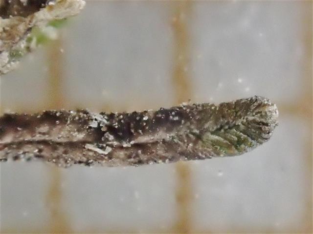 Gymnomitrion corallioides Nees #61779
