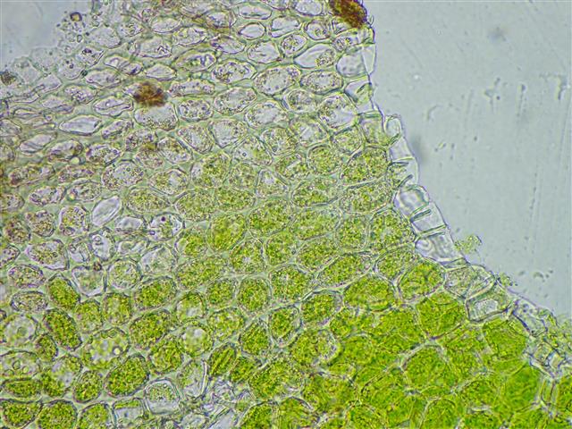 Gymnomitrion corallioides Nees #61781