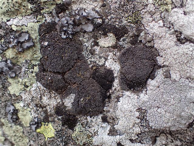 Gymnomitrion corallioides Nees #61777