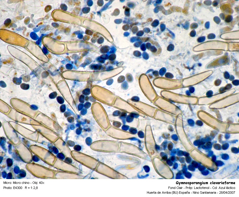 Gymnosporangium clavariaforme & Gymnosporangium sabinae #825