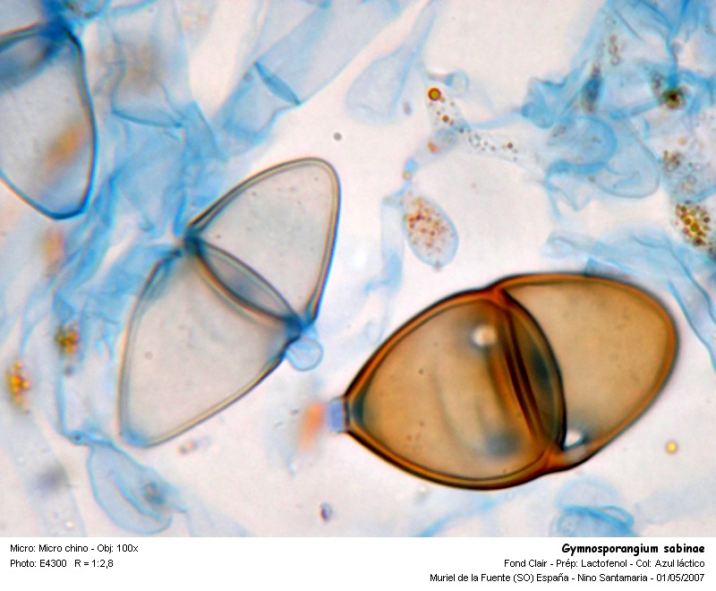 Gymnosporangium clavariaforme & Gymnosporangium sabinae #823