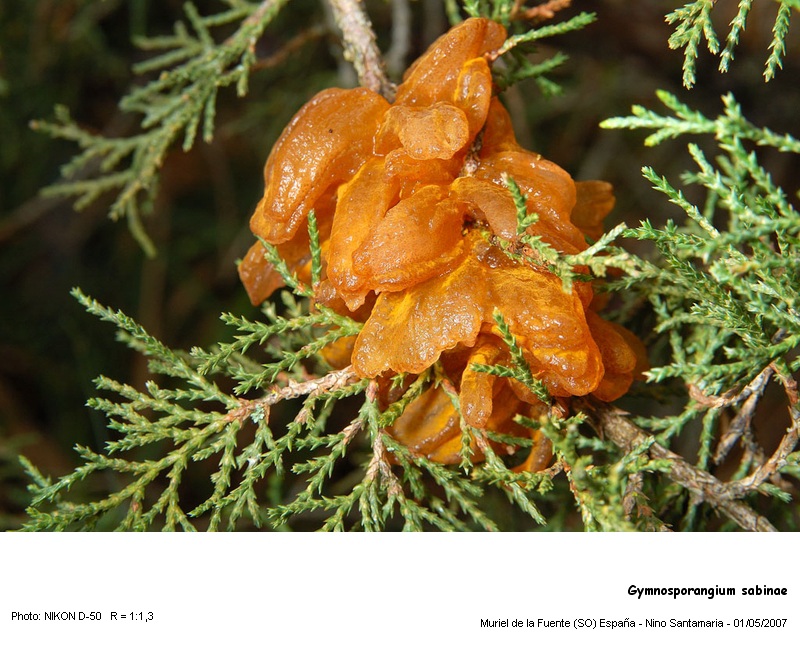 Gymnosporangium clavariaforme & Gymnosporangium sabinae #824