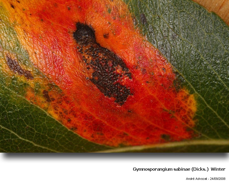 Gymnosporangium sabinae(Dicks)Winter(Rouille grillagée poire #5701