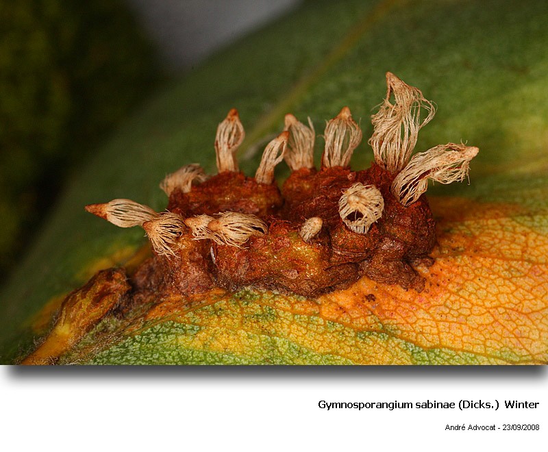 Gymnosporangium sabinae(Dicks)Winter(Rouille grillagée poire #5703
