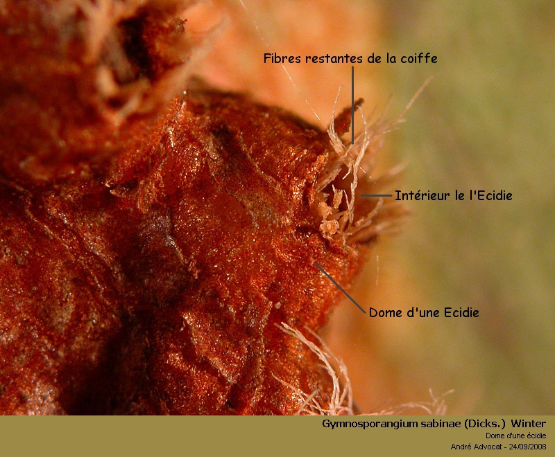 Gymnosporangium sabinae(Dicks)Winter(Rouille grillagée poire #5706
